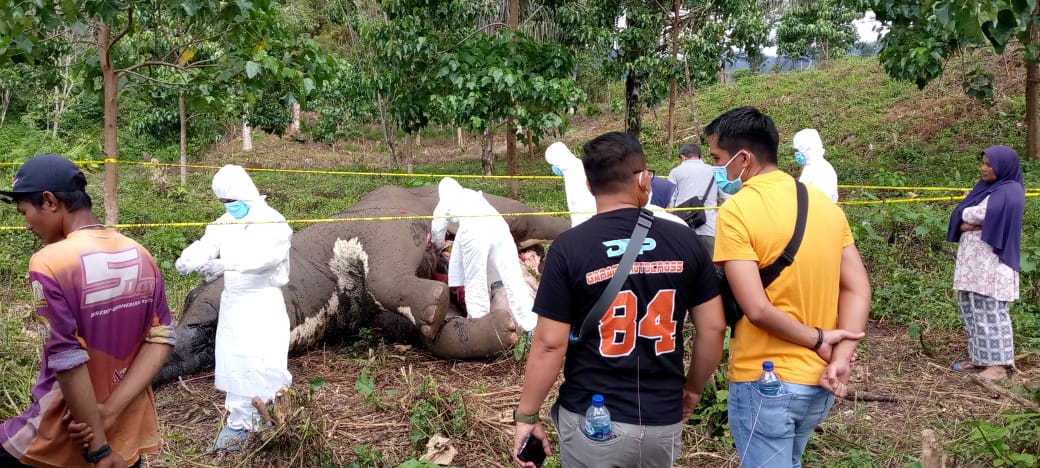 Kapolres Aceh Tengah Dampingi Tim Dokter BKSDA Prov Aceh Pemeriksaan Dan Nekropsi Thdp Satu Ekor Gajah Mati Di Karang Ampar.