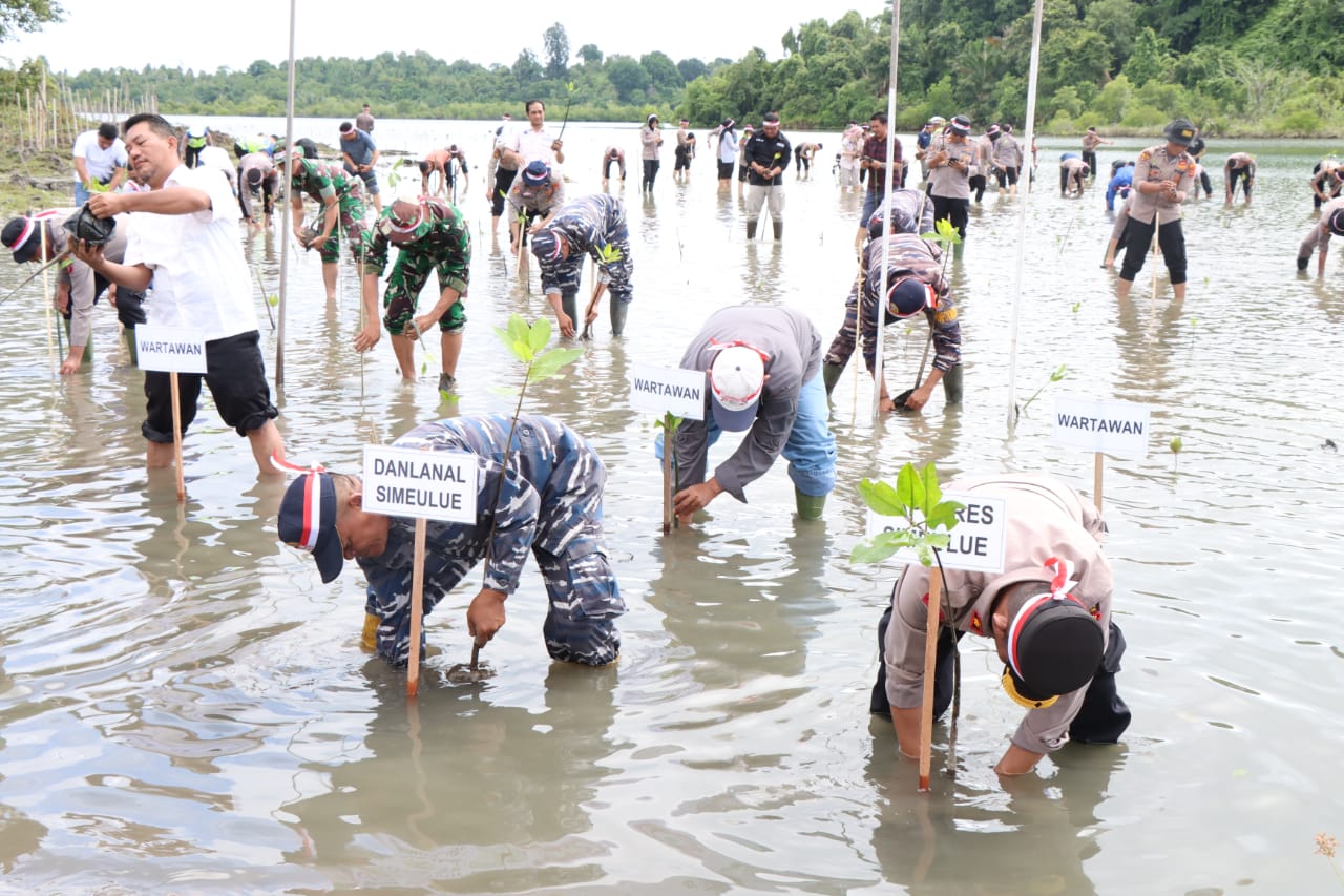 Polri Lestarikan Negri, Polres Simeulue Bersama Forkopimda Tanam Mangrove