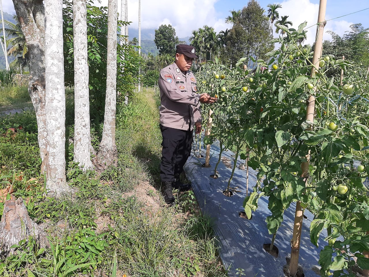 Polsek Lawe Alas Lakukan Pengecekan Ketahanan Pangan di Kebun Tomat Warga Binaan