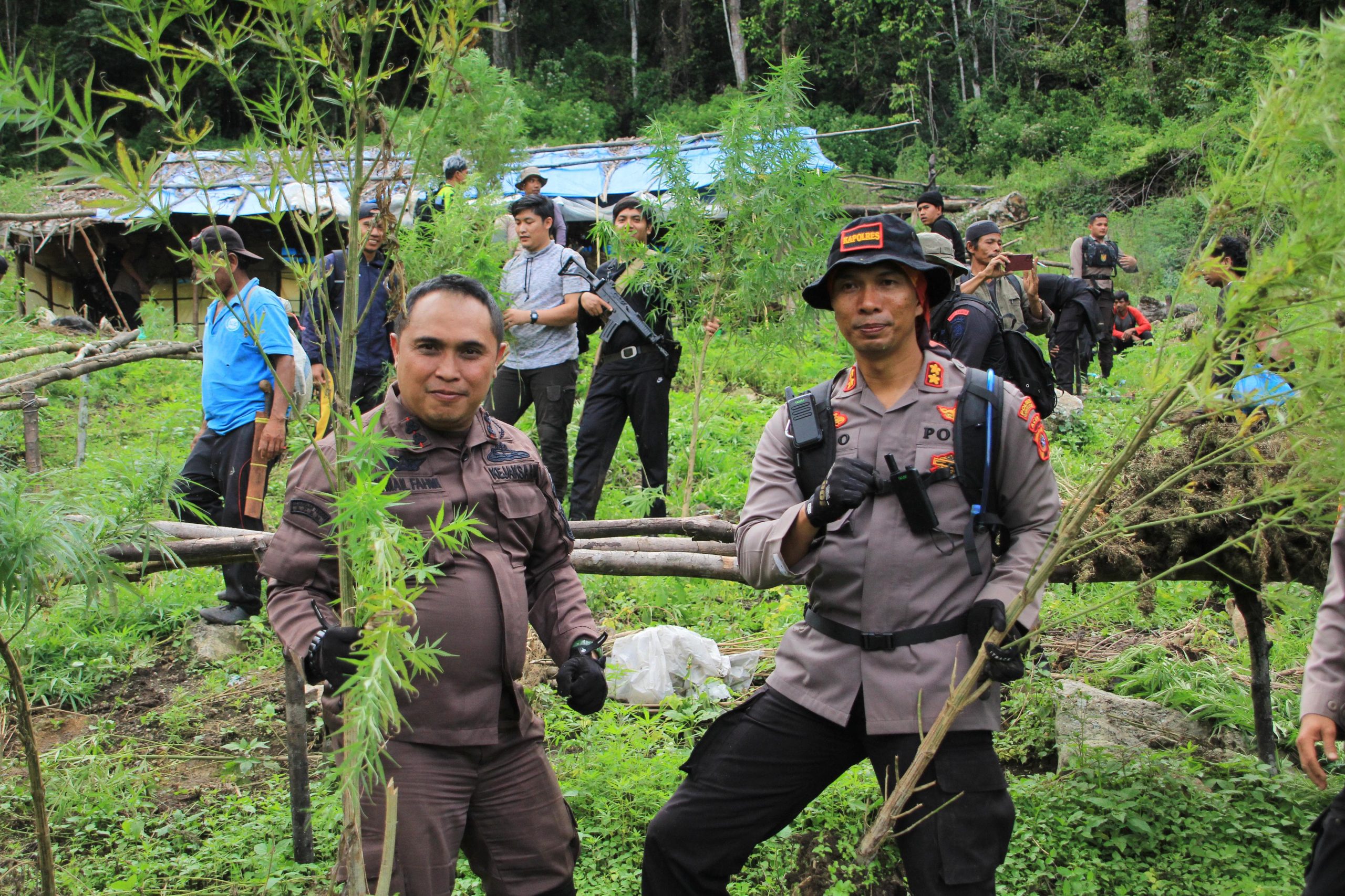 Kapolres Gayo Lues Musnahkan 5 Hektar Ladang Ganja