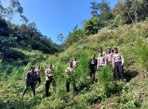 Wakapolres Aceh Besar Pimpin Pemusnahan Satu Hektar Ladang Ganja Di Meureu.