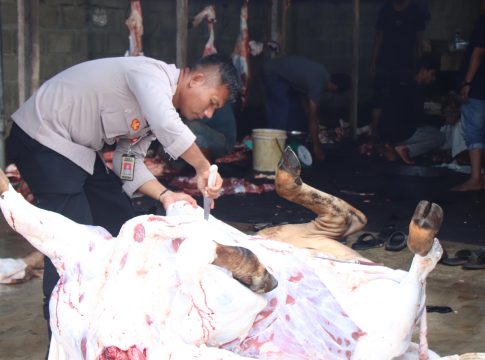 Dua Ekor Sapi Milik Kapolda Aceh, Untuk Berbagi Di Hari Meugang