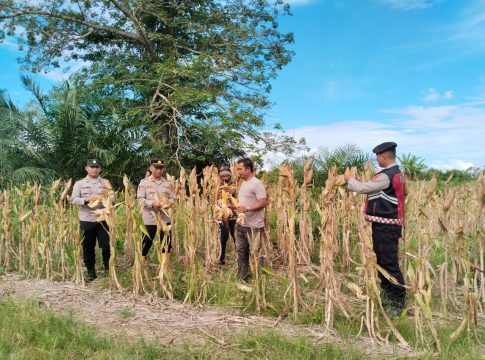 Polsek Sampoiniet Monitoring Panen Jagung ±5 Ton di Desa Kuala Ligan, Dukung Ketahanan Pangan