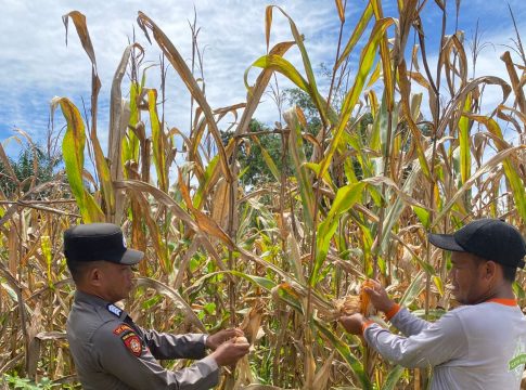 Dukung Ketahanan Pangan, Bhabinkamtibmas Polsek Teunom Pantau Panen Jagung Lahan Produktif di Desa Tanoh Anoe