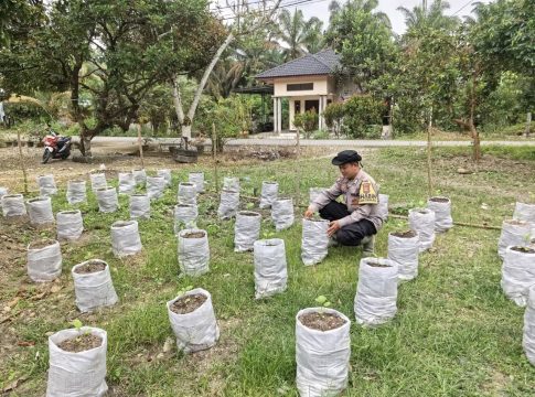 Gagasan Kapolda Aceh Tunjukkan Hasil, Lumpur Banjir Ternyata Bisa Jadi Media Tanam Produktif