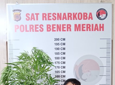 Tanam 10 Bantang Ganja di Tengah Kebun Cabai, Pria di Bener Meriah Diciduk Polisi