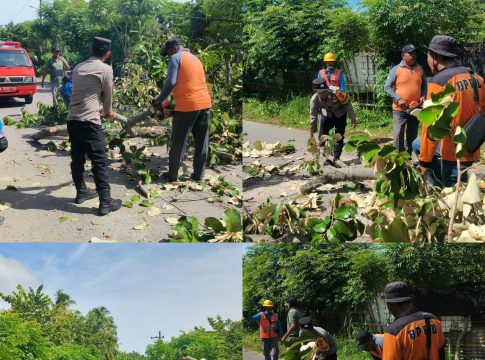 Cuaca Ekstrem, Polsek Sukajaya Bersama PLN, BPBD dan Warga Evakuasi Pohon Tumbang
