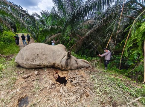 Gajah Liar Ditemukan Mati di Areal HGU PT MPLI, Polsek Tamiang Hulu Amankan Lokasi